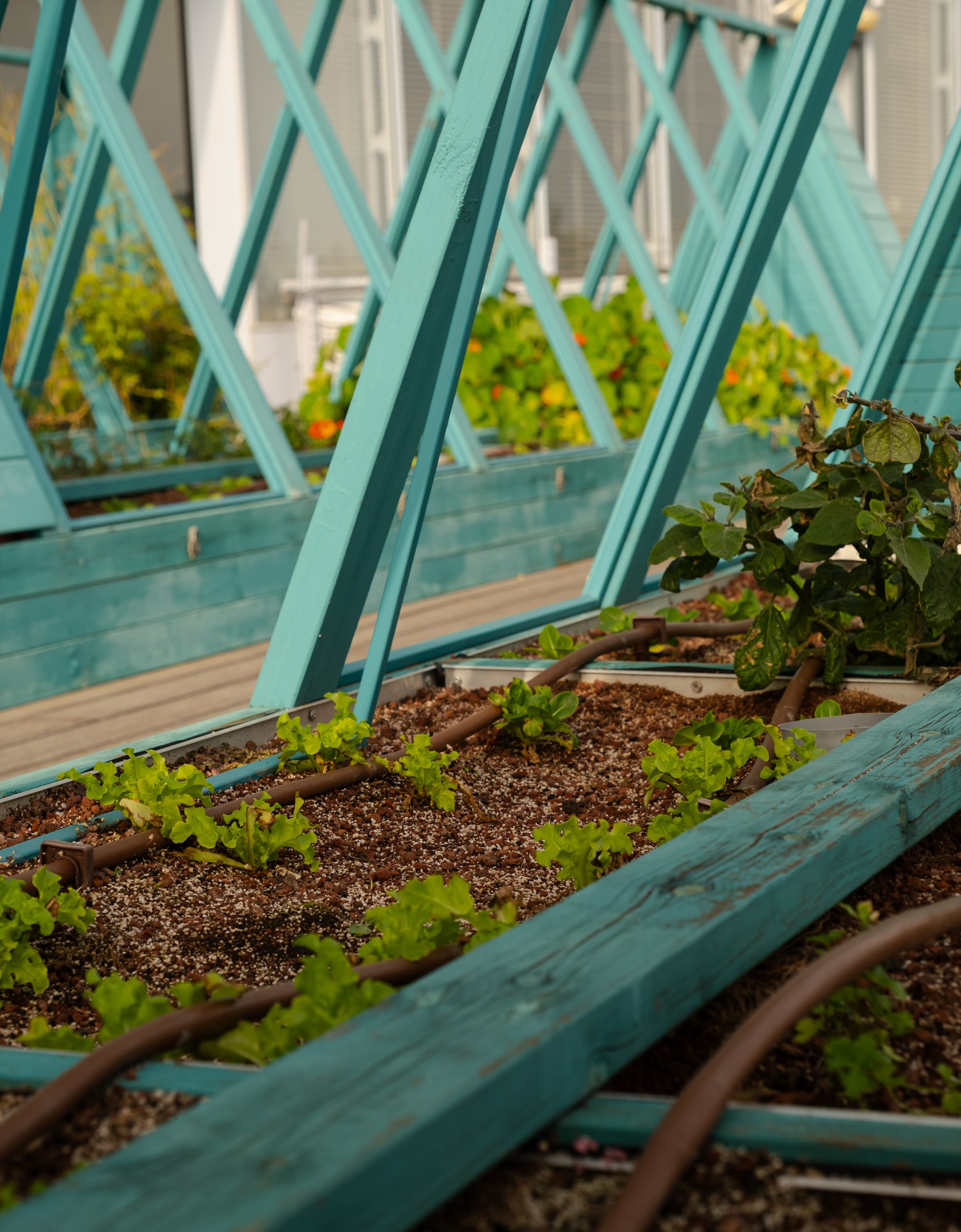 Rooftop greenhouse with teal window frames and lettuce seedlings