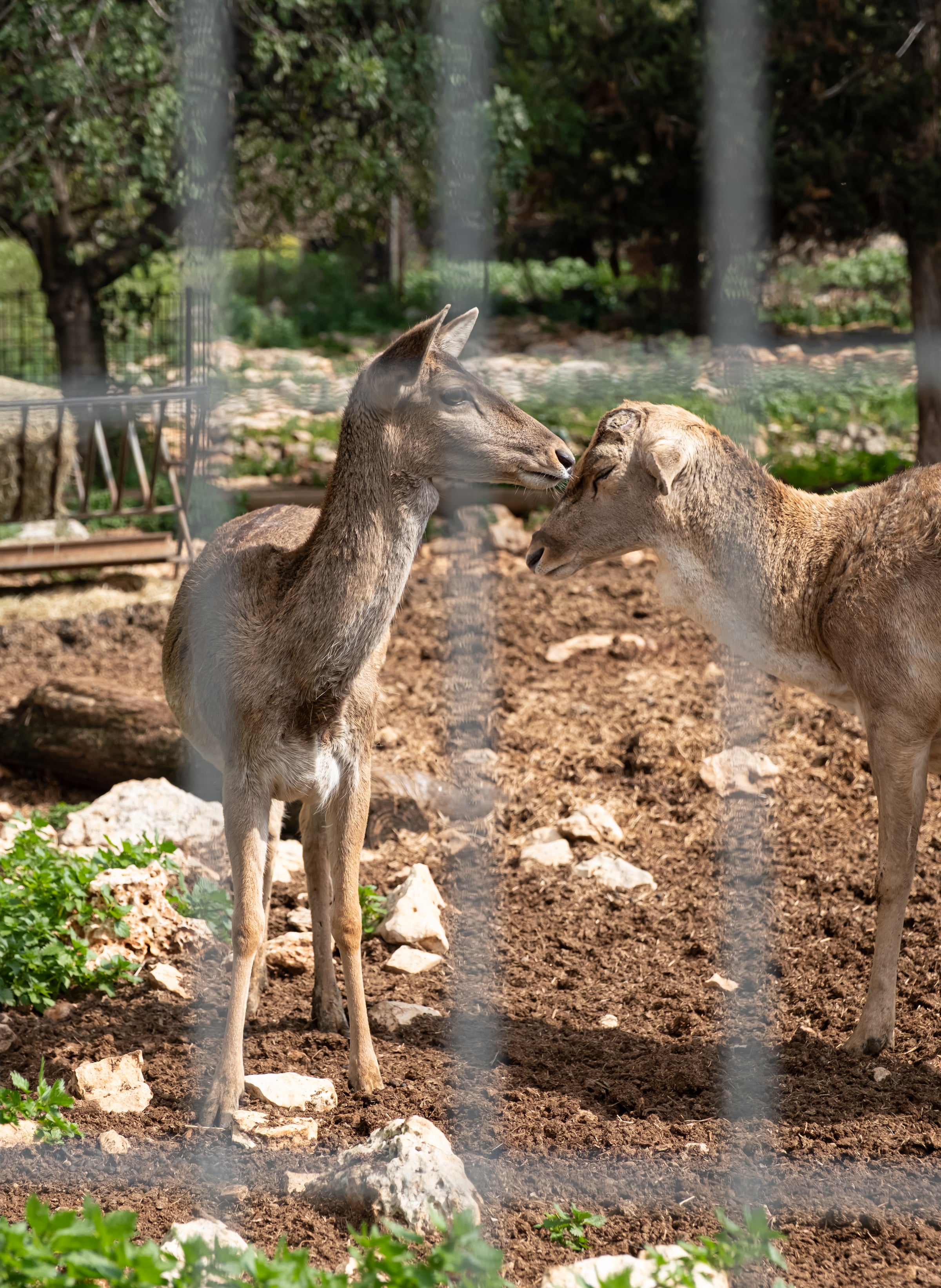 Two gazelles touching noses through a wire fence