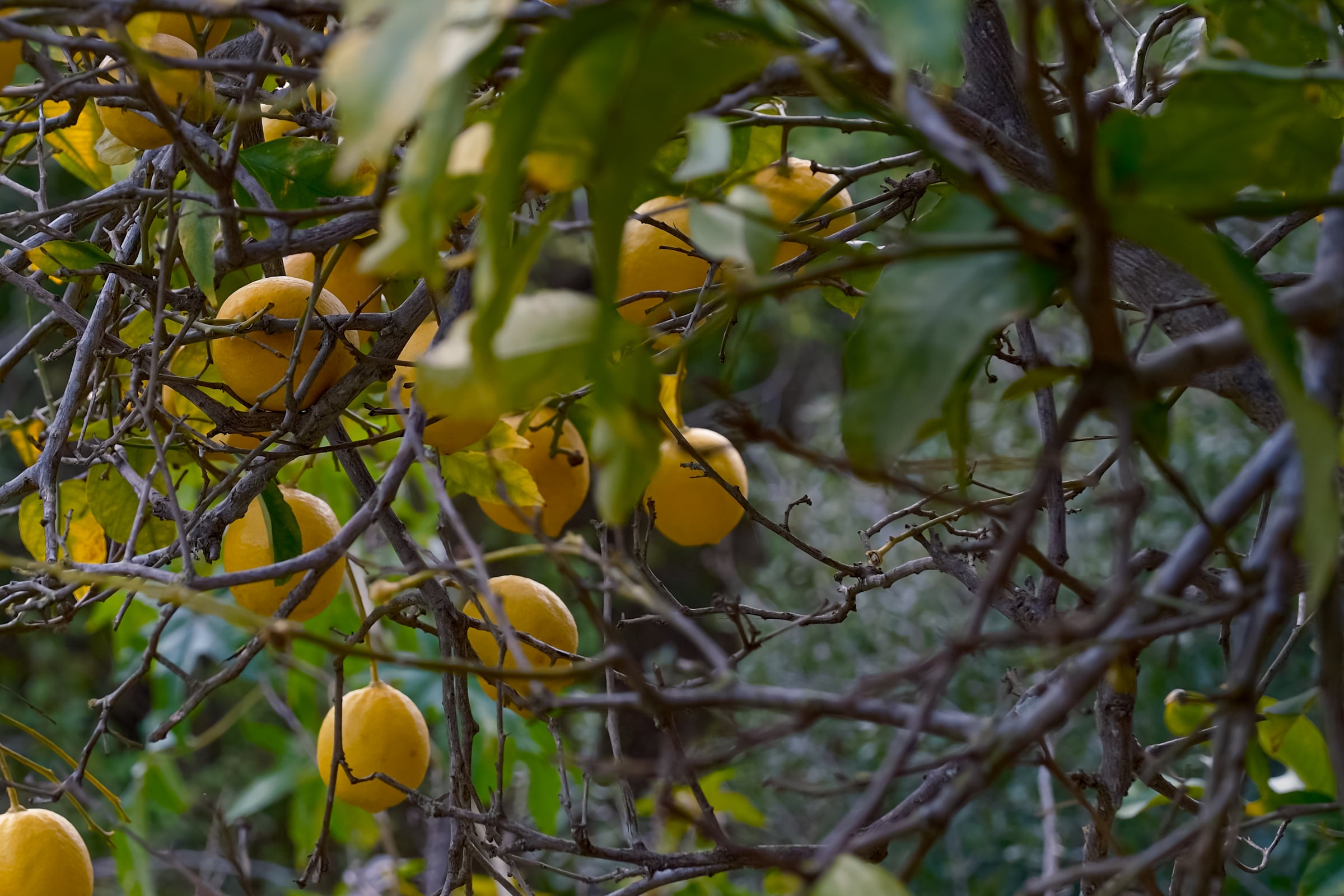 Lemon tree branches with yellow lemons