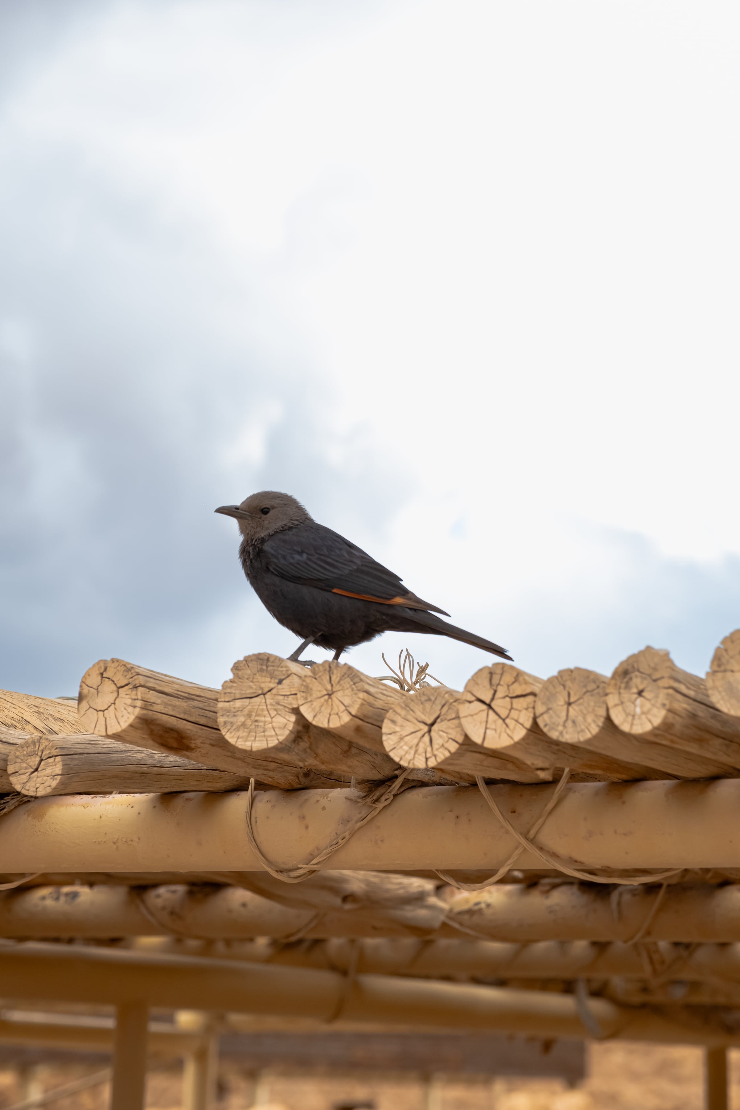 Black bird with orange wing stripe perched on wooden roof beams against cloudy sky