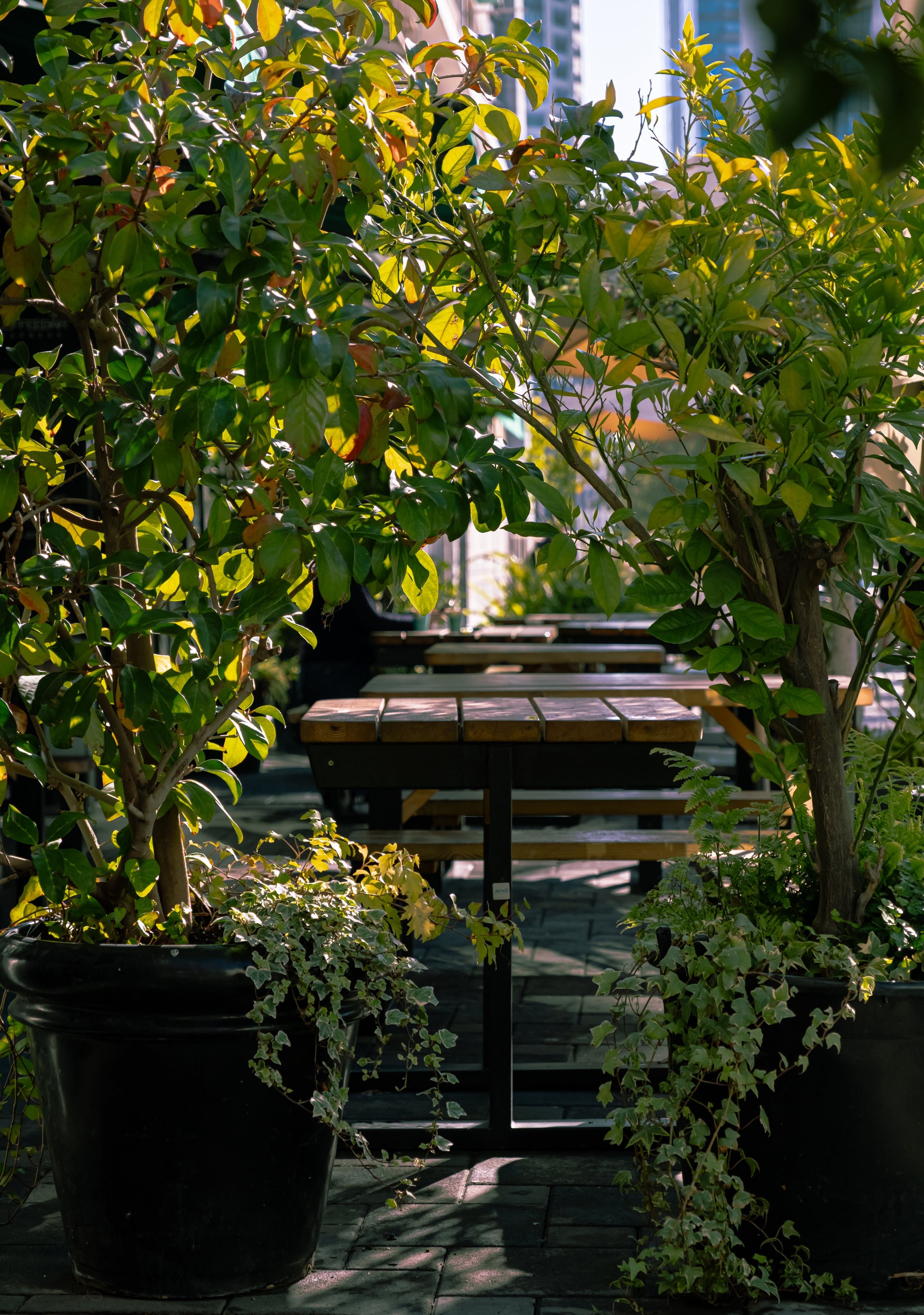 Outdoor café garden terrace with wooden picnic tables surrounded by lush potted plants
