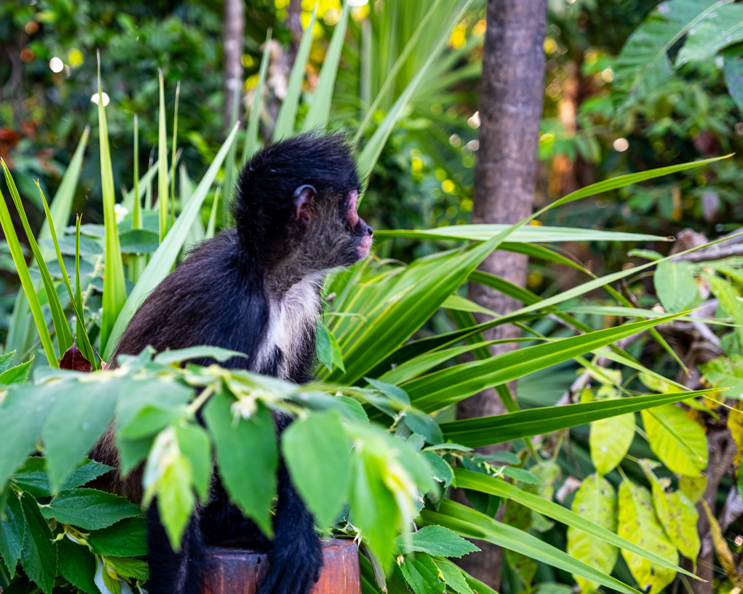 Baby spider monkey sitting in lush jungle foliage looking sideways