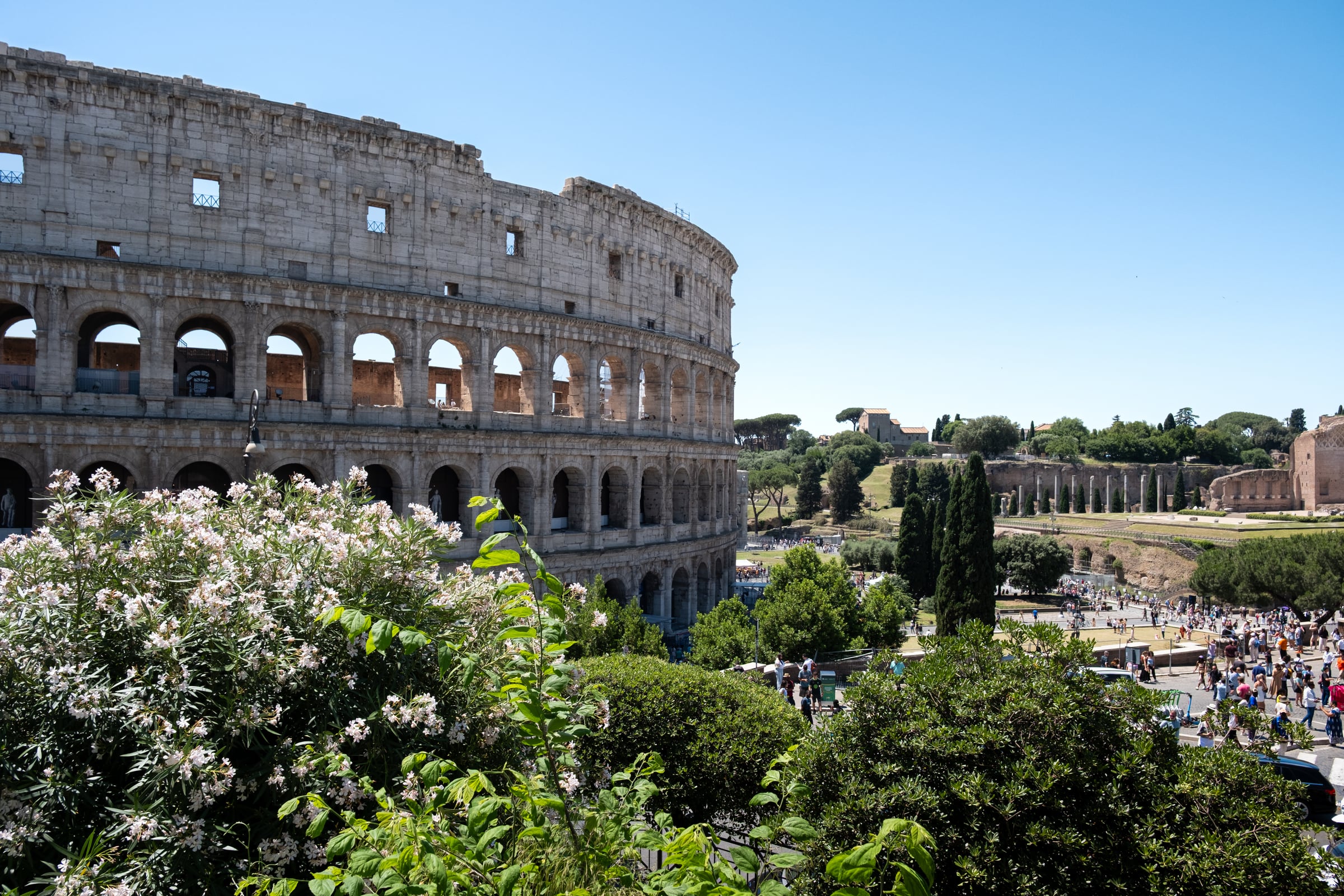 Colosseum exterior seen past white flowering oleander bushes on a summer day
