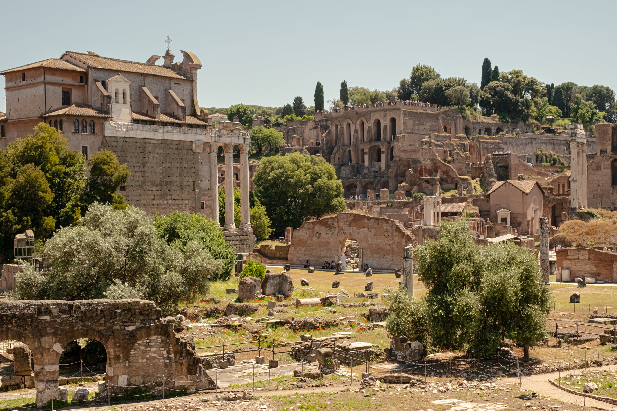 Roman Forum overview with olive trees, scattered ruins, Palatine Hill behind on a clear summer day