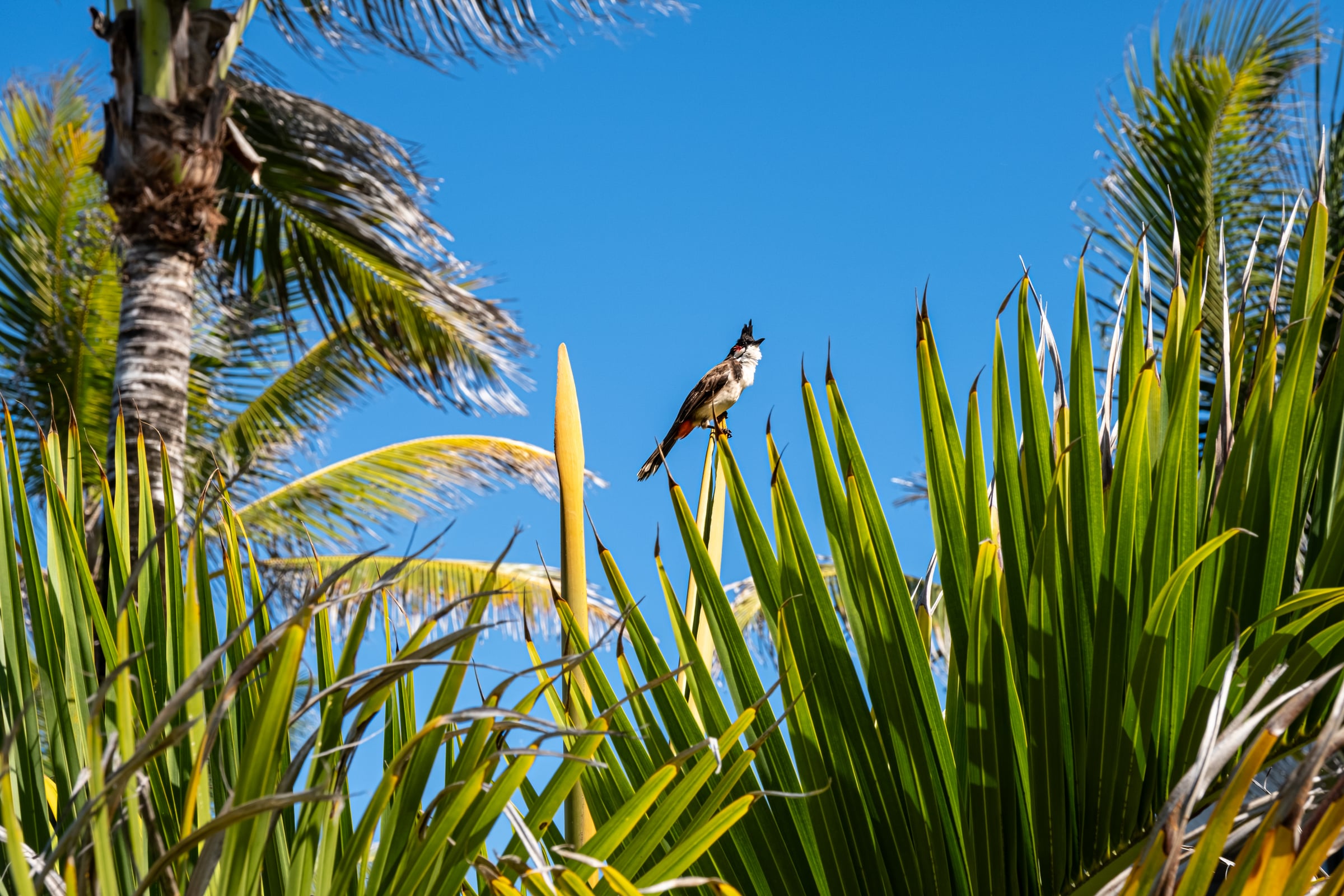 Red-whiskered bulbul bird perched on tropical palm fronds against brilliant blue sky