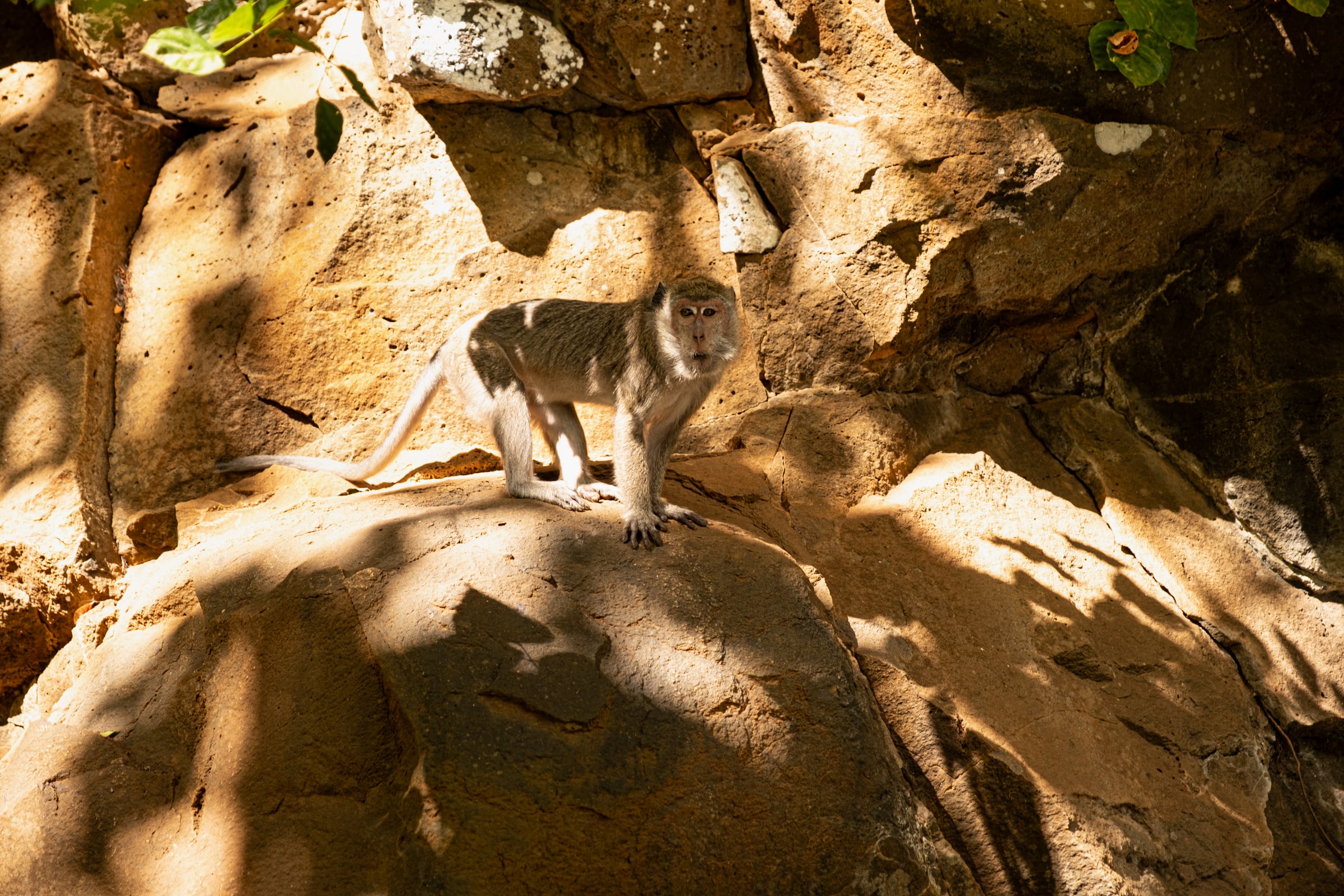 Long-tailed macaque standing on rock in dappled sunlight against stone background