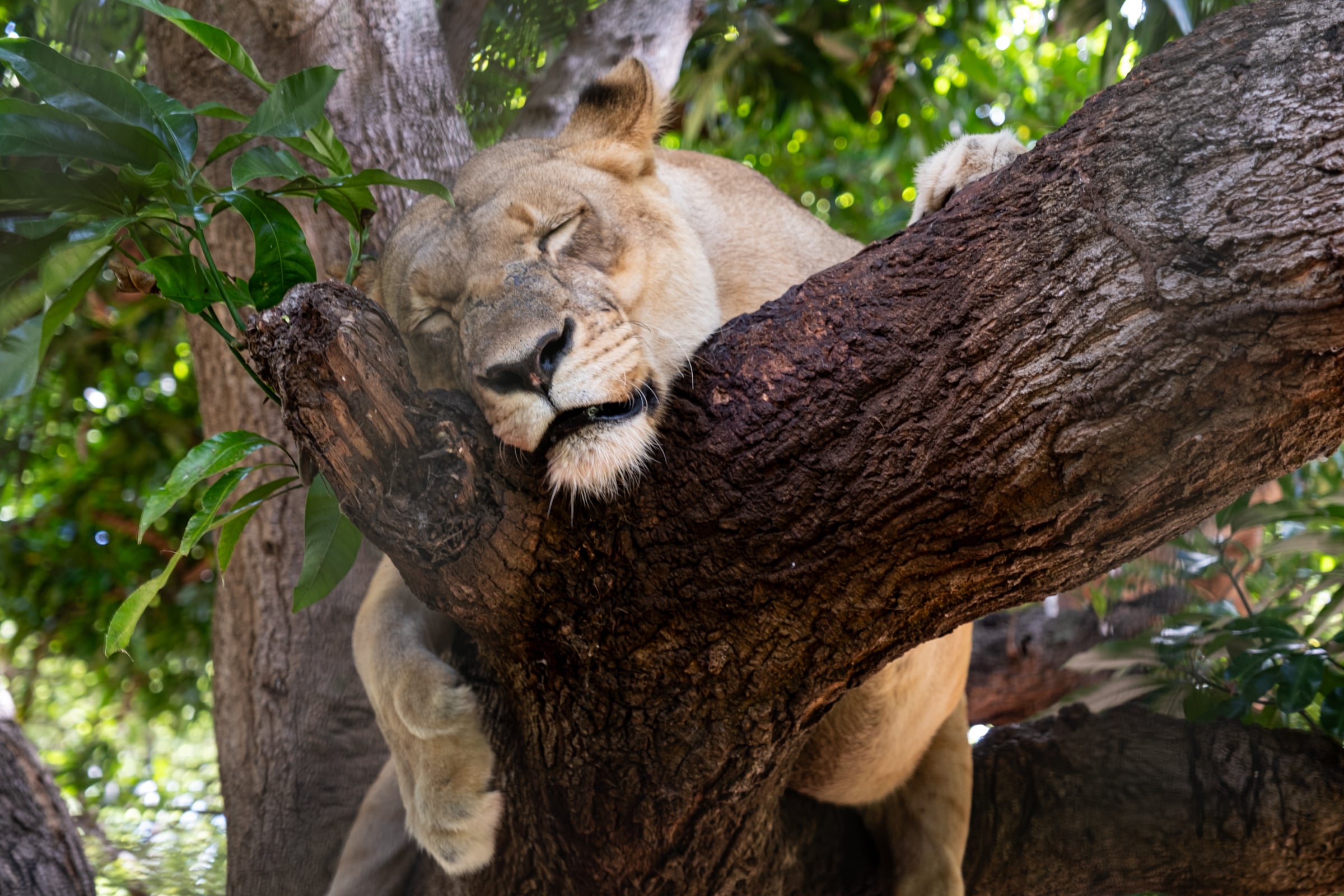 Lioness draped asleep over a thick tree branch in dappled green light