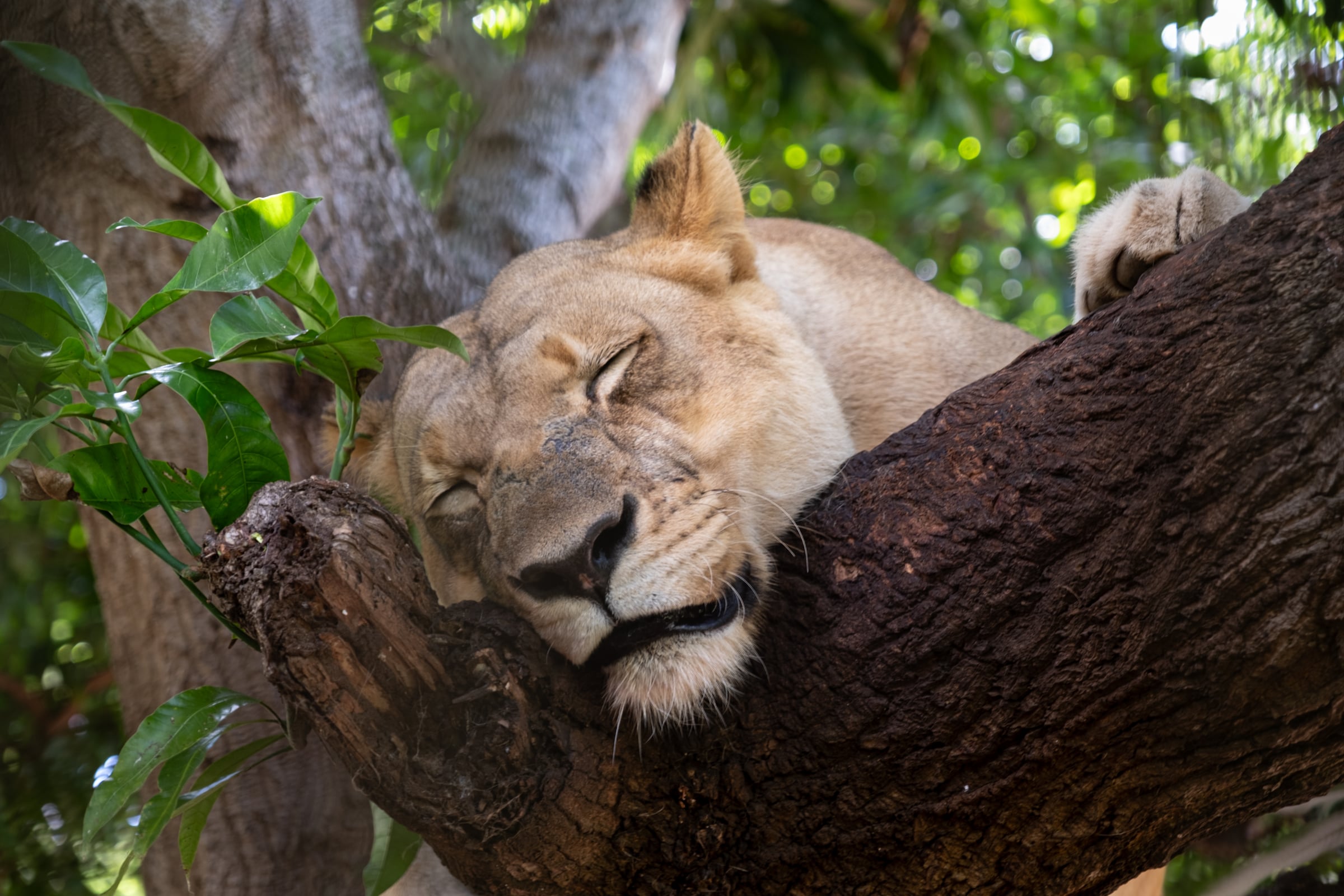 Lioness face extremely close-up, sleeping with chin on tree branch, eyes almost shut
