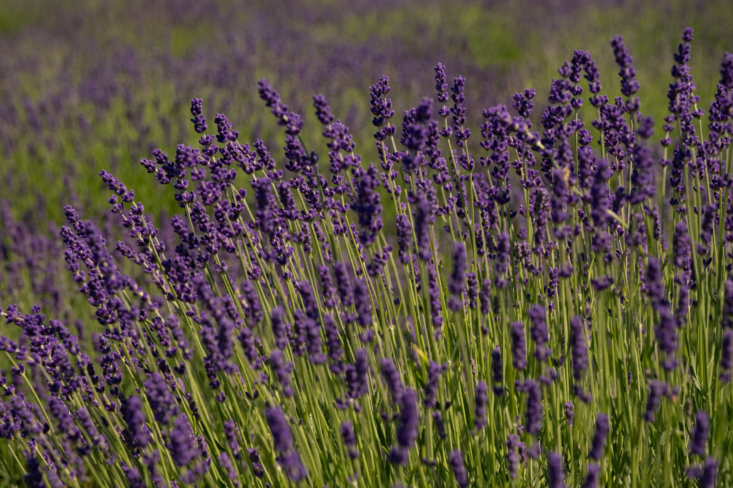 Deep purple lavender stalks in full bloom, rich and dense field