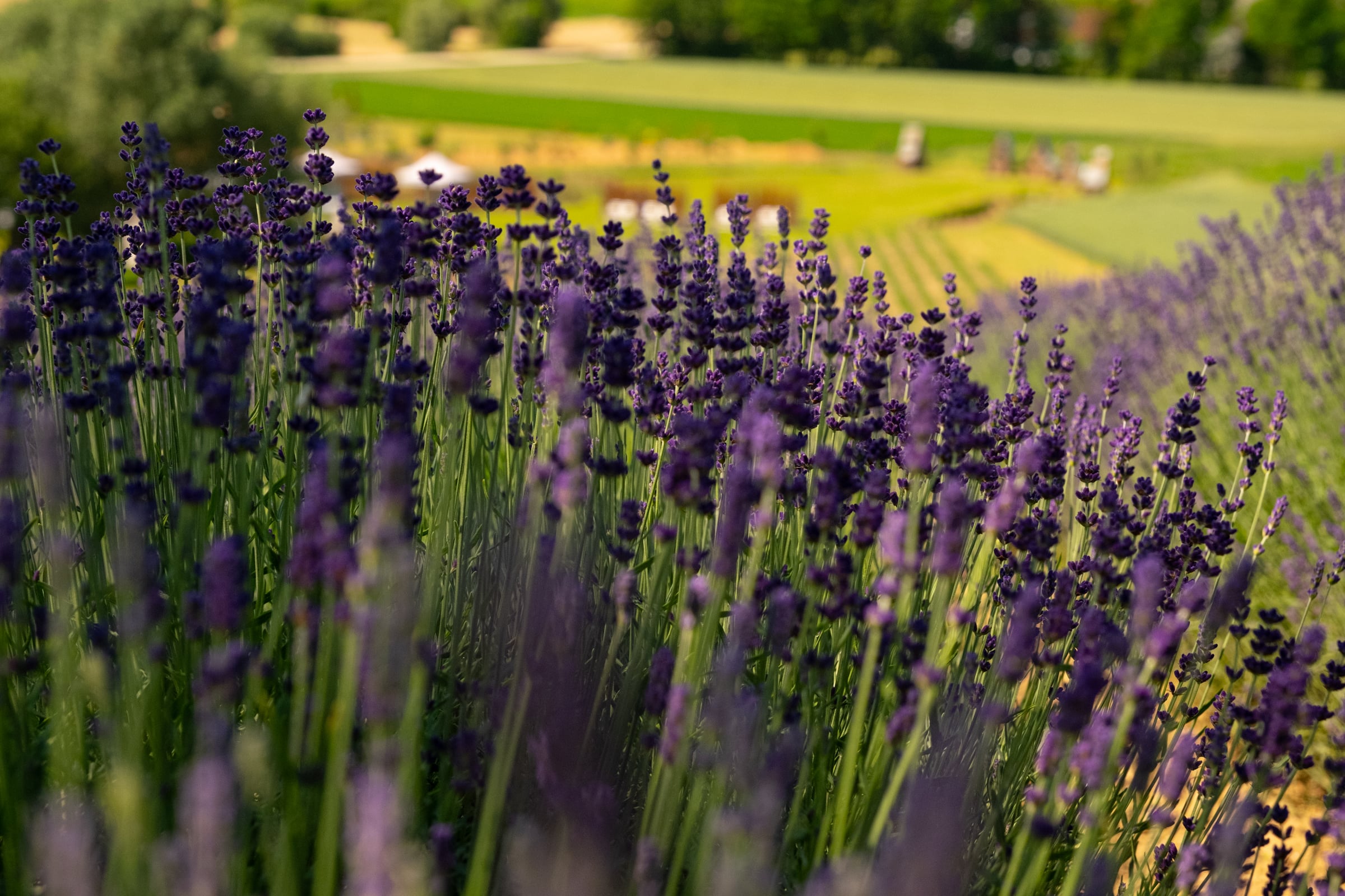 Lavender field rows receding into green countryside with farm buildings in late afternoon light