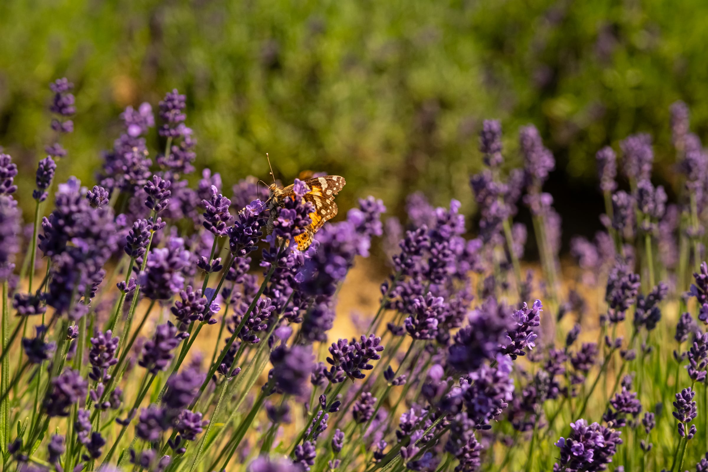 Orange painted lady butterfly feeding on lavender with green bokeh background
