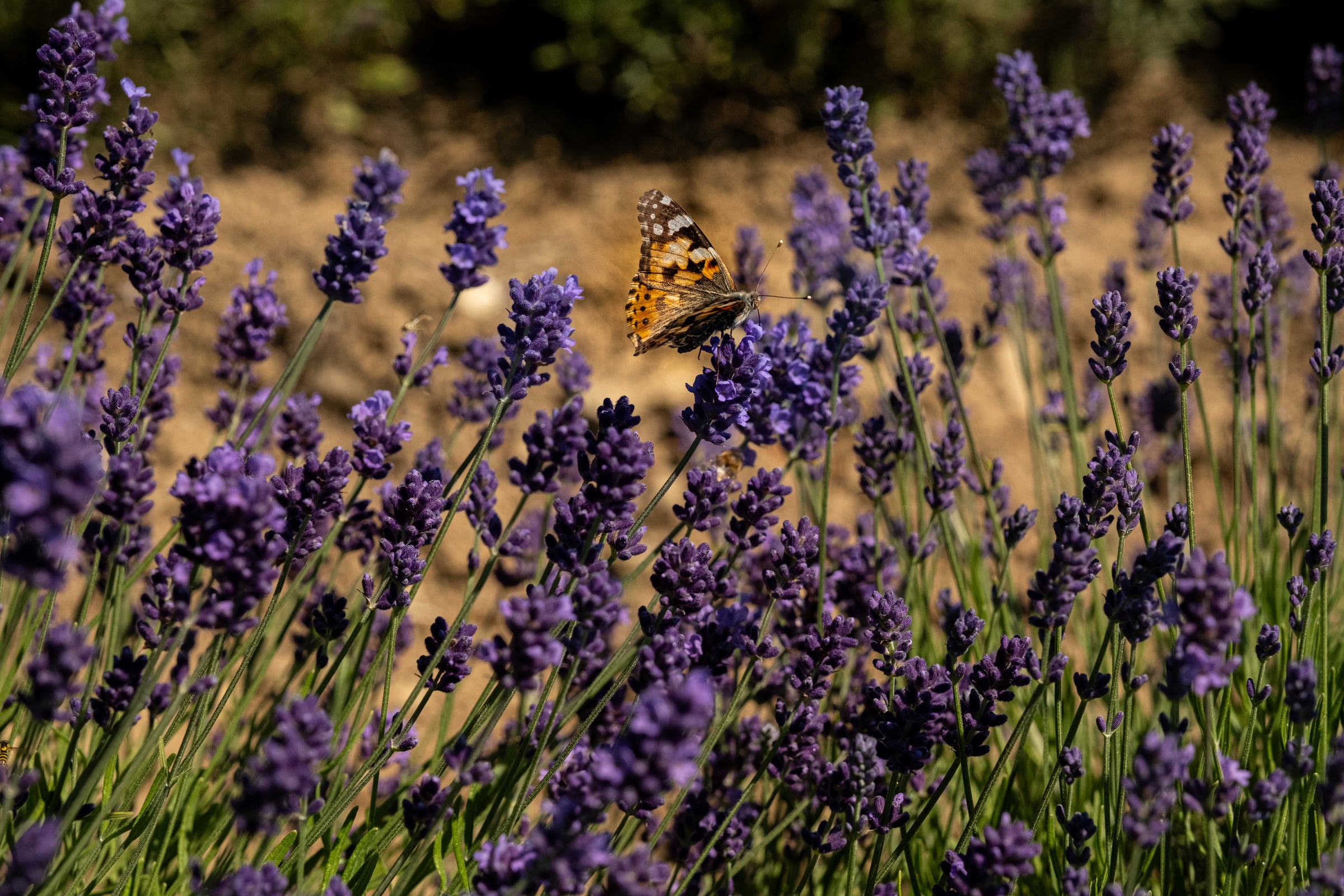 Orange butterfly perched on dark purple lavender with blurred earth background